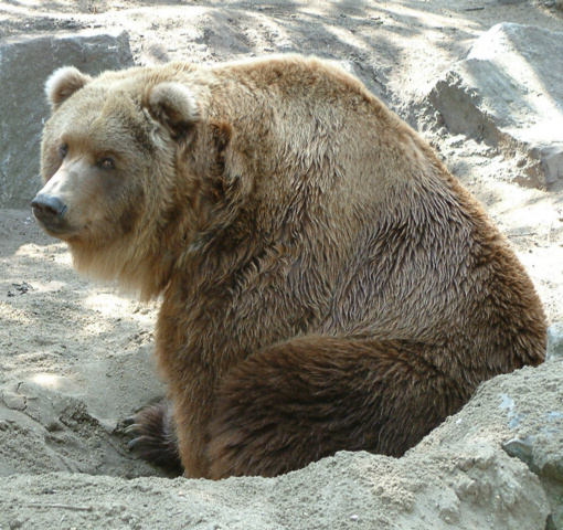 Bart the Bear. Author: Evanherk – “CC BY 3.0”