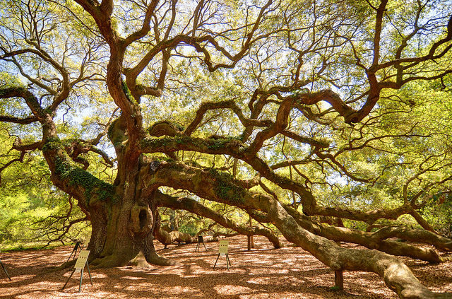 The Angel Oak (Quercus virginiana). Photo by Mike Norton, CC BY 2.0 / Flickr.