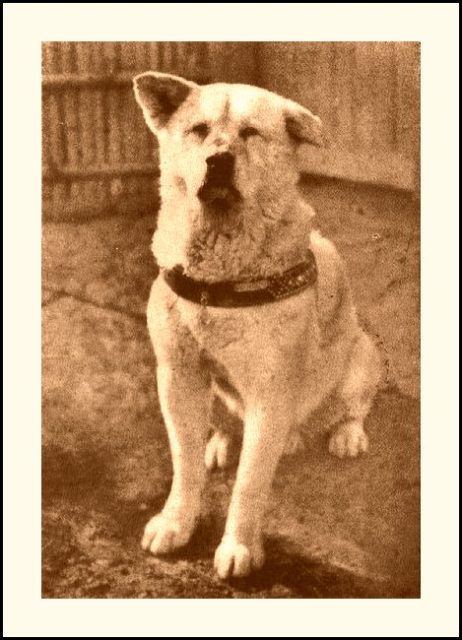 Hachikō (November 10, 1923 – March 8, 1935) – Known for waiting perseveringly for the return of his deceased owner for more than nine years. Author Ken Lig / JUST SHOOT IT! Photography, CC BY 2.0