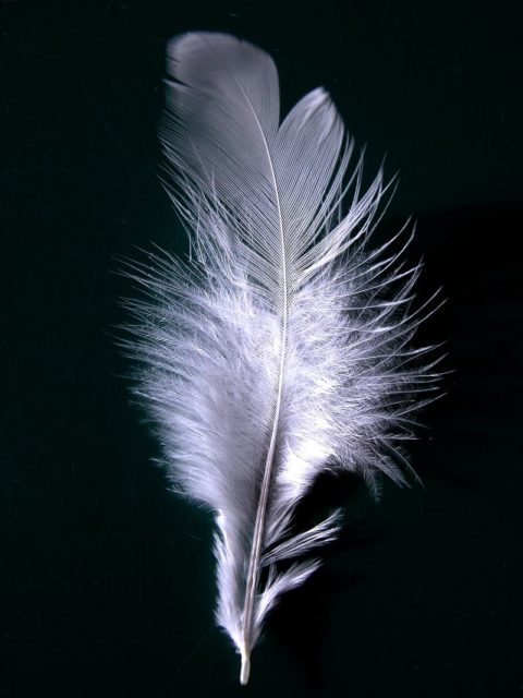 A white feather is sometimes given as a mark of cowardice.