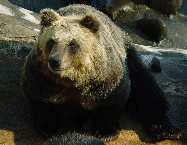 A Japanese Brown Bear