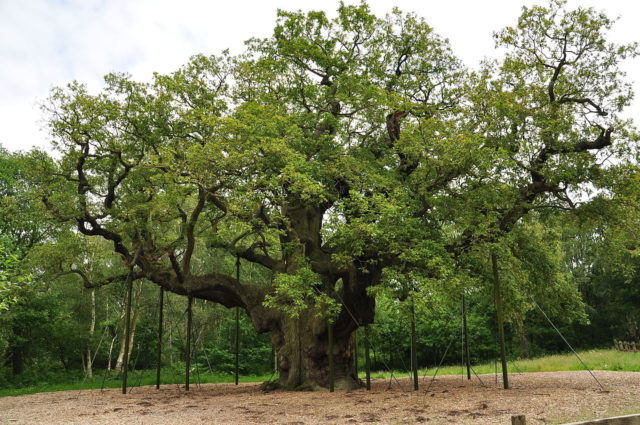Major Oak in October 2014. Author: Nilfanion CC BY-SA 4.0