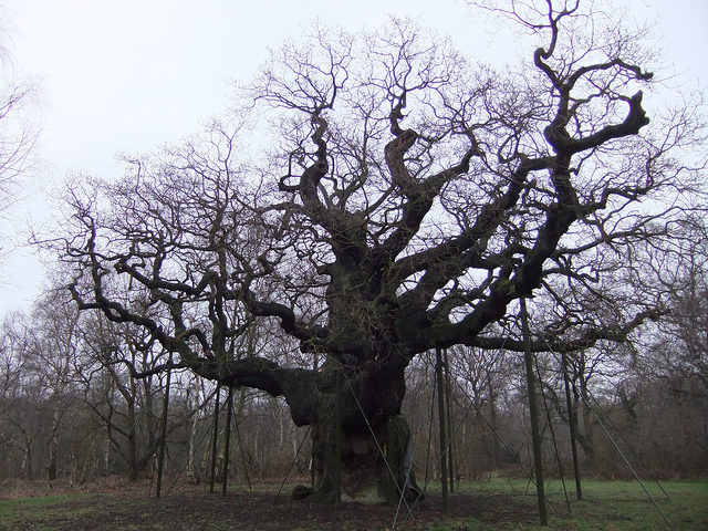 The Major Oak, Sherwood Forrest, Nottinghamshire Author: Glen Bowman CC BY2.0
