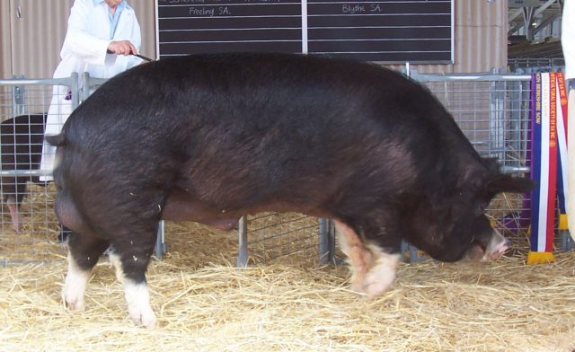 A Berkshire Forest Pig CC BY-SA3.0