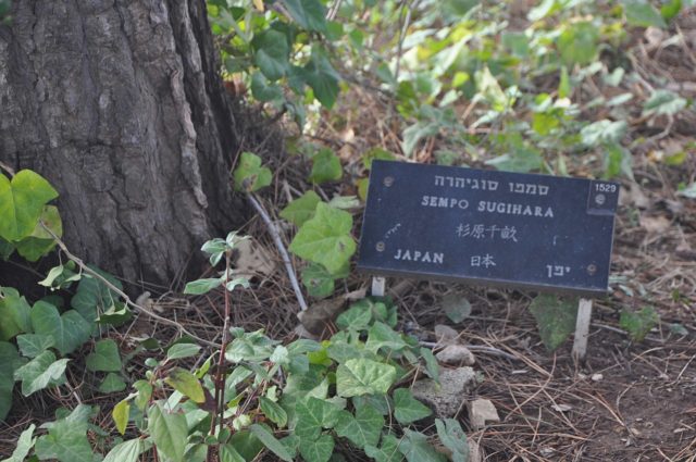Chiune “Sempo” Sugihara’s plaque in the garden at Yad Vashem, Jerusalem Author: Yoshi Canopus CC BY-SA 4.0