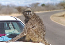 Chacma baboons live in proximity to humans. Author: Ernmuhl CC BY-SA 3.0