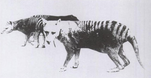 One of only two known photos of a thylacine with a distended pouch bearing young. Adelaide Zoo, 1889