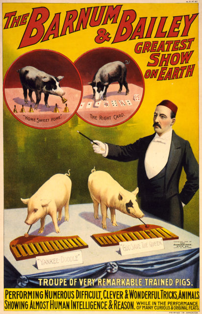 Poster from 1898, advertising a “troupe of very remarkable trained pigs”