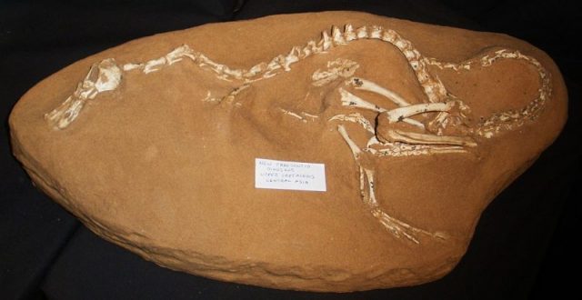Fossil of a Halszkaraptor Author: Ghedoghedo CC BY-SA 3.0