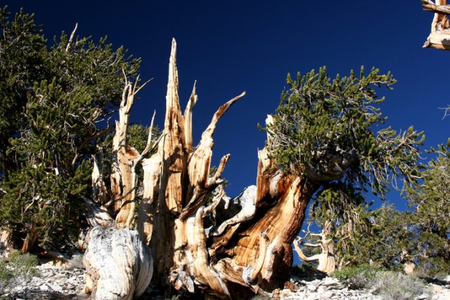 Four thousand year old Bristlecone Pine tree in California’s White Mountain Range.
