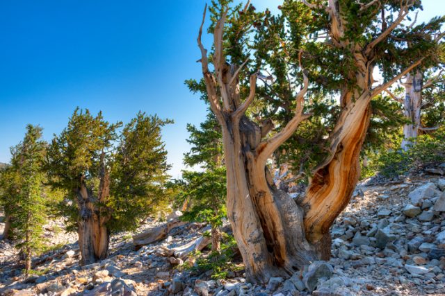 In the Snake Range at an elevation of 9,500 to 11,000 feet, ancient limber and bristlecone pines grow slowly in the Great Basin National Park in Nevada. Many of the bristlecone pines are 3000 to 5000 years old.