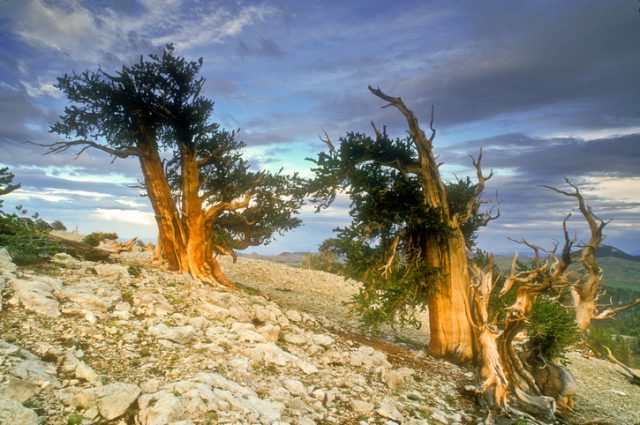 Bristlecone Pines in the Patriarch Grove. White Mountains, California.