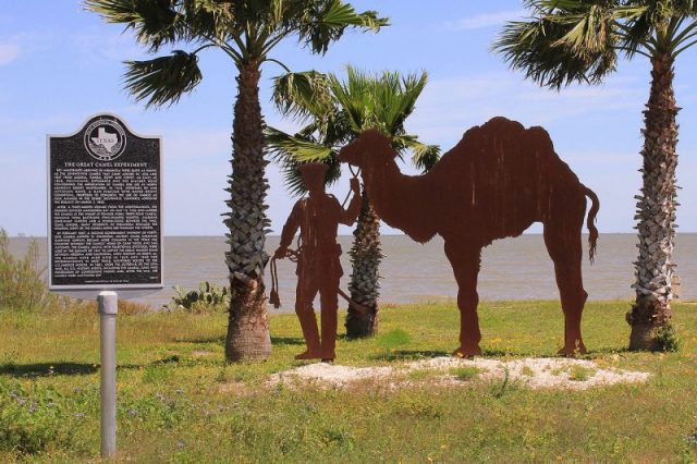 The U. S. Camel Corps State Historical Marker in Indianola, Texas, United States.Author:Larry D. Moore CC BY-SA 4.0