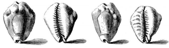 1742 drawing of shells of the money cowry, Cypraea moneta