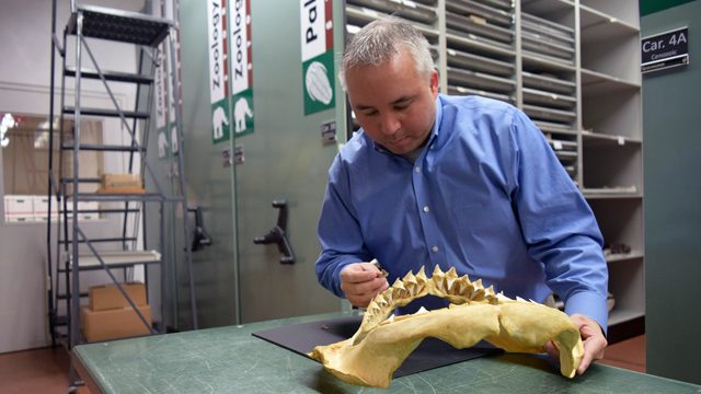 Jun Ebersole, Director of Collections McWane Science Center, examines teeth from the Bryant Shark. (Photo Credit: McWane Science Center)