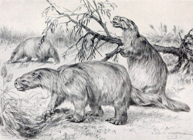 Glossotherium