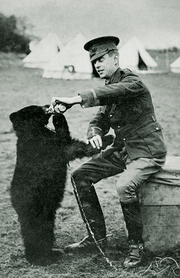 Winnipeg, or Winnie, the a female black bear that lived at London Zoo. A. A. Milne’s son Christopher Robin, consequently changed the name of his own teddy bear from “Edward Bear” to “Winnie the Pooh”, providing the inspiration for his father’s stories about Winnie-the-Pooh
