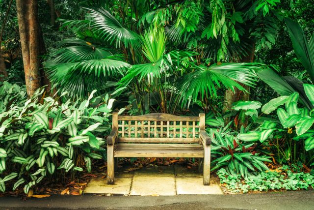 Singapore, Singapore – November 3, 2016: Empty Bench in Singapore Botanic Garden.