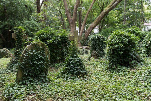 London: Ovegrown graves in Highgate cemetary late in the day.