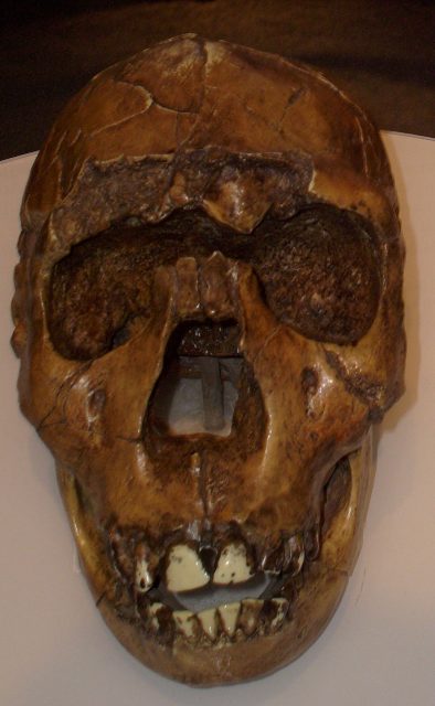Homo ergaster skull reconstruction of the Turkana Boy/Nariokotome Boy from Lake Turkana, Kenya. Museum of Man, San Diego.