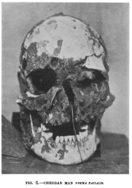 Cheddar Man skull.