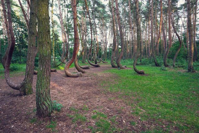 Mysterious pine trees in Crooked Forest in Nowe Czarnowo village of Poland