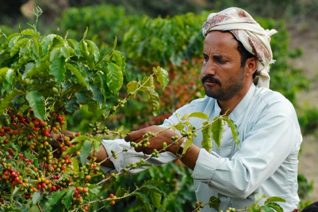 Yemeni farmer collects arabica coffee beans at the plantation in Taizz, Yemen.
