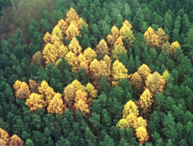 Over 20 years ago, a landscaper in eastern Germany discovered a formation of trees in a forest in the shape of a swastika.