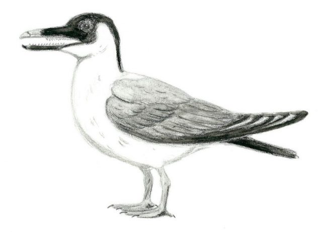 Life restoration of Ichthyornis dispar, a primitive seabird that lived in the Western Interior Seaway (North America) Photo: El fosilmaníaco – CC BY-SA 4.0