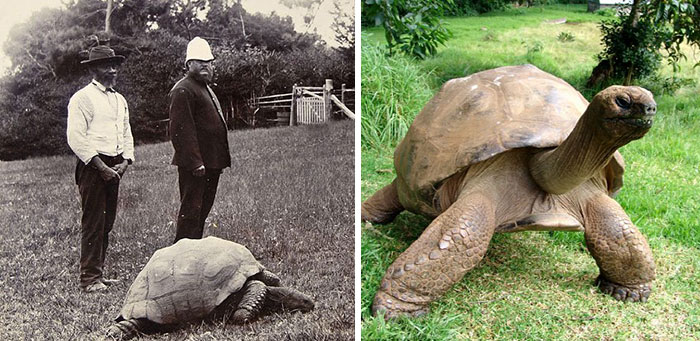 182-year-old-tortoise-jonathan-15