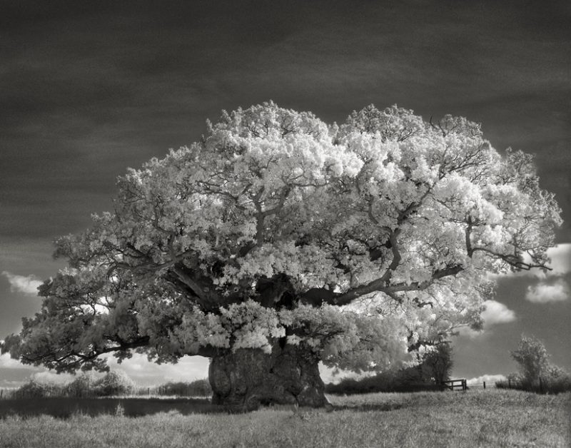 Bowthorpe Oak. Photohgraphy by Beth Moon