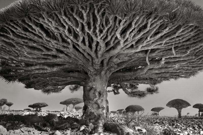 Heart of the Dragon. Photography by Beth Moon