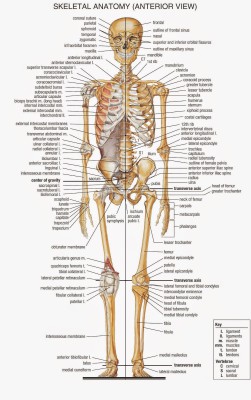 Labeled Human Skeleton