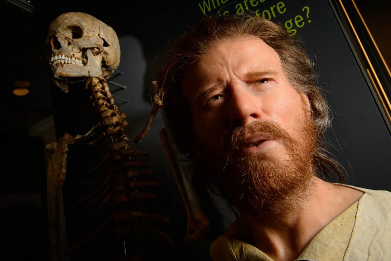The skeleton of a neolithic man who was buried around 5,500 years ago in a long barrow 1.5 miles from the prehistoric monument of Stonehenge, a world heritage site, is displayed next to a reconstruction of the man's face at the new Stonehenge visitors centre, near Amesbury in south west England on December 11, 2013. Forensic evidence tells us that  he is 25 ? 40 years old, of slender build, born about 500 years before the circular ditch and banks, the first monument at Stonehenge, was built.  Stonehenge's new visitor centre opens on December 18 in time for the winter solstice, hoping to provide an improved experience for the million tourists that flock annually to Britain's most famous prehistoric monument. source