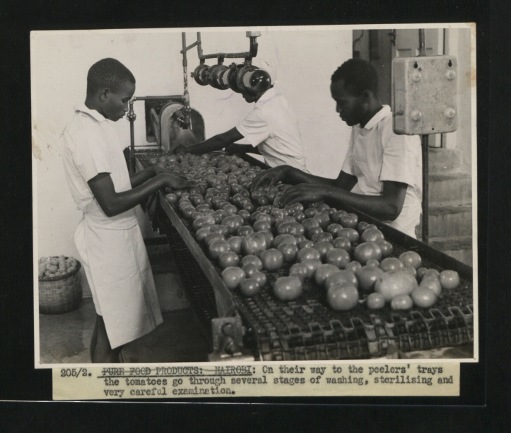 On their way to the peeler's trays the tomatoes go through several stages of washing, sterilising and very careful examination. (Picture issued 1945)