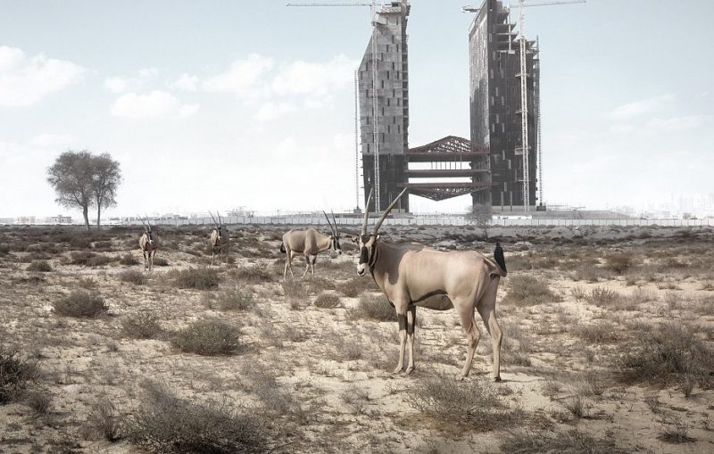 Gemsbok, native to southern Africa, roam among the scrub near an extravagant building project abandoned midway. source 