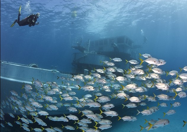 A school of horse-eye jacks swims past the wreck of US Kittiwake in the Cayman Islands. Photo credit Alexander Mustard 