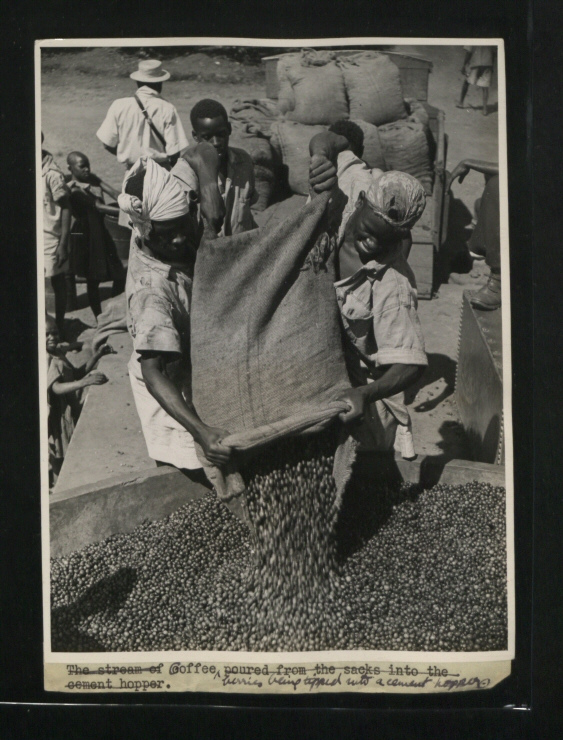 Coffee berries being tipped into a cement hopper. (Picture issued 1945)
