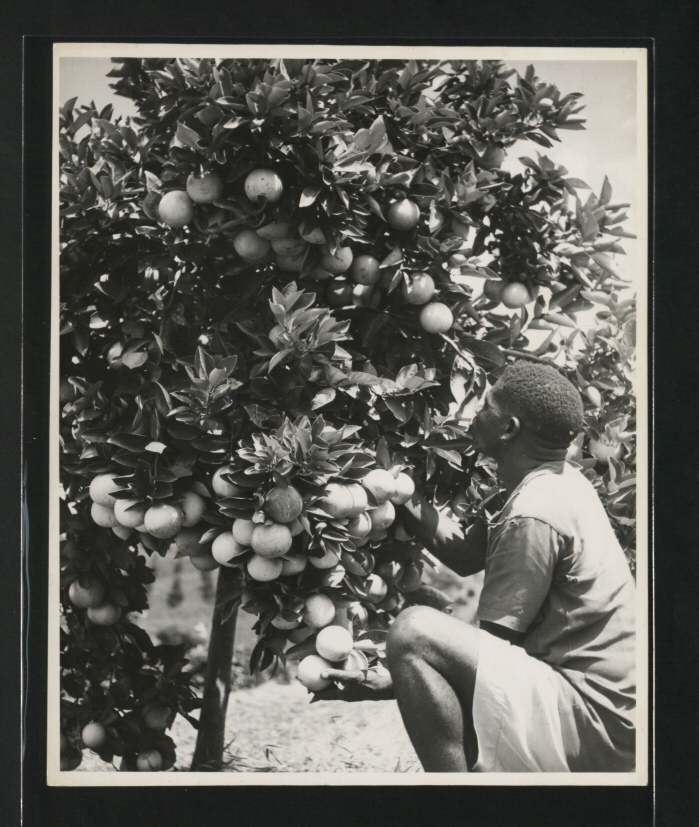 Muheza orange harvest, Tanga Province. 1960