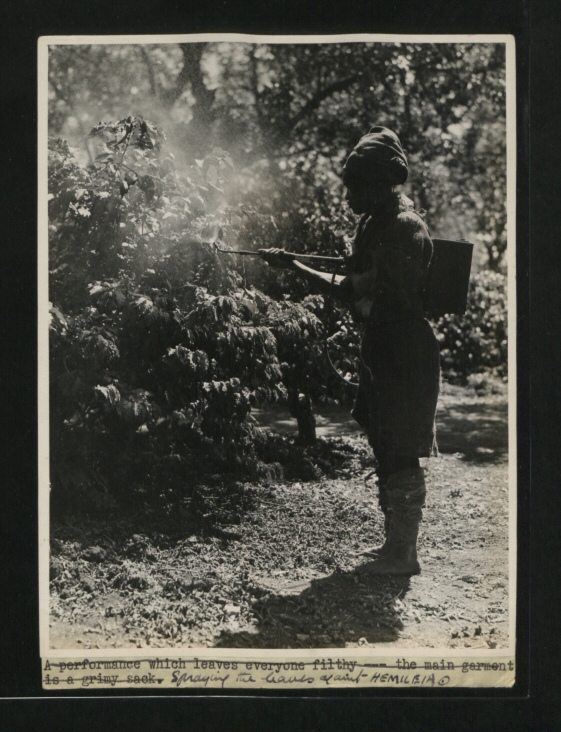 Spraying the leaves against Hemileia. (Picture issued 1945)