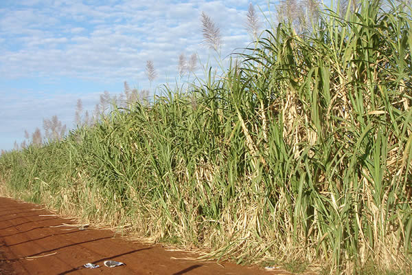 sugar-cane-plantation
