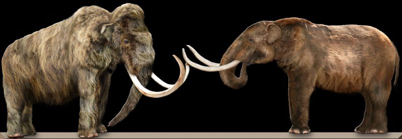 Comparison between a woolly mammoth (left) and an American mastodon (right)