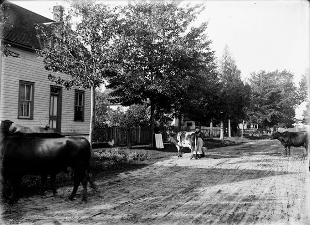 Cows on Fifth Ave., Ottawa, 1900