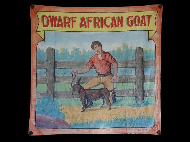 Dwarf African Goat
