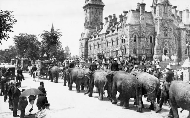 Elephant parade on Wellington St., ca. 1900