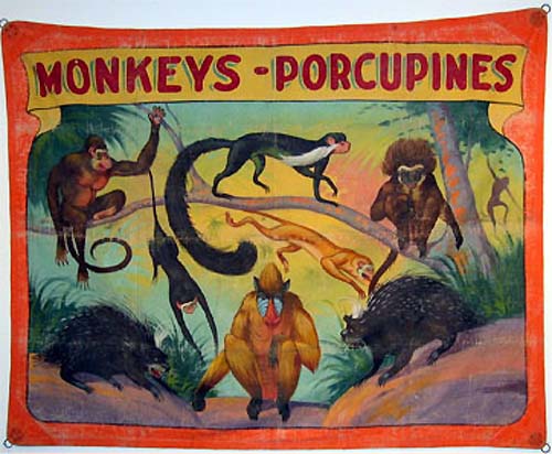 Monkeys And Porcupines