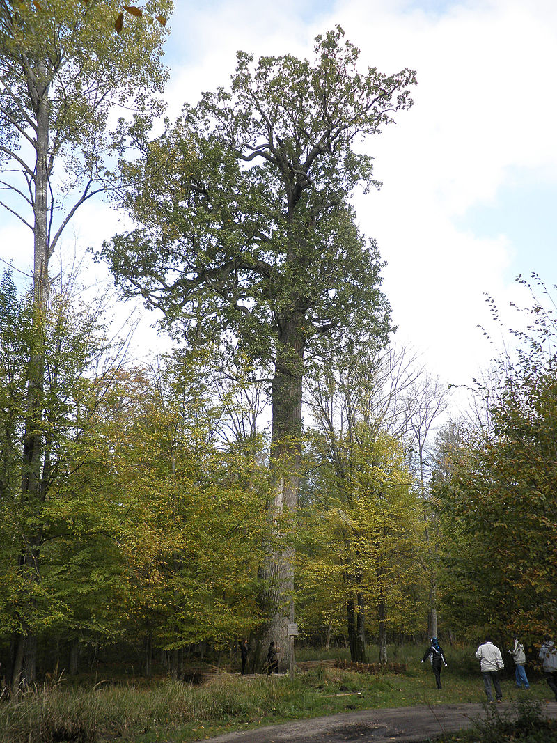 Patriarch Oak, one of the oldest oaks in the Belovezhskaya Pushcha National Park