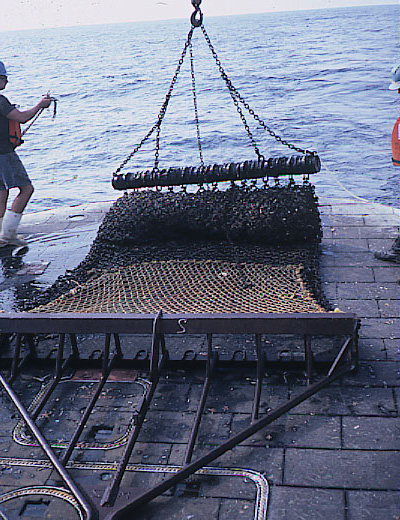 Dredges may or may not have teeth along the bottom bar of the frame. In Europe, early dredges had teeth, called tynes, at the bottom. These teeth raked or ploughed the sand and mud, digging up buried clams. This design was improved by using spring-loaded teeth that reduced bottom snagging, and so could be used over rough ground.[1] The New Bedford (USA) dredge does not have teeth. source