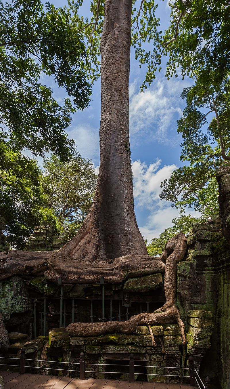UNESCO inscribed Ta Prohm on the World Heritage List in 1992. Diego Delso/source