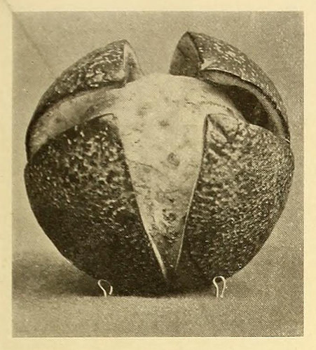 Fig. 1 shows the initial stage in making four slits at right angles from the top, but not quite to the bottom of the peel, beneath which the thumb is inserted to separate them from the body of the fruit.